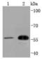 CDC42 Effector Protein 1 antibody, A08856, Boster Biological Technology, Western Blot image 