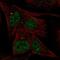AT-Hook Transcription Factor antibody, NBP2-56850, Novus Biologicals, Immunofluorescence image 