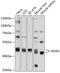 Basic Leucine Zipper And W2 Domains 1 antibody, 19-045, ProSci, Western Blot image 