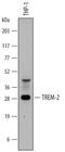 Triggering Receptor Expressed On Myeloid Cells 2 antibody, AF1828, R&D Systems, Western Blot image 