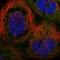 Trafficking Protein Particle Complex 2 Like antibody, HPA041714, Atlas Antibodies, Immunofluorescence image 