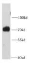 Protein Tyrosine Phosphatase Non-Receptor Type 11 antibody, FNab06932, FineTest, Western Blot image 