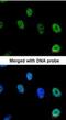 Nuclear RNA Export Factor 1 antibody, NBP1-31649, Novus Biologicals, Immunocytochemistry image 