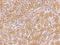 Adenine Phosphoribosyltransferase antibody, 107599-T08, Sino Biological, Immunohistochemistry frozen image 