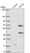 Cell Division Cycle Associated 8 antibody, PA5-55808, Invitrogen Antibodies, Western Blot image 