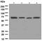Histone Deacetylase 1 antibody, ab109411, Abcam, Western Blot image 