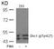 SHC Adaptor Protein 1 antibody, PA5-37738, Invitrogen Antibodies, Western Blot image 