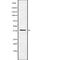 OBCAM antibody, abx217502, Abbexa, Western Blot image 