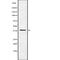 OBCAM antibody, abx217502, Abbexa, Western Blot image 