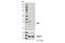 Mitochondrial Fission Factor antibody, 86668S, Cell Signaling Technology, Western Blot image 