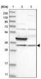 Family With Sequence Similarity 189 Member A2 antibody, NBP1-86698, Novus Biologicals, Western Blot image 