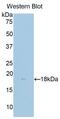 Delta Like Non-Canonical Notch Ligand 1 antibody, abx102011, Abbexa, Western Blot image 