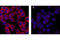 MAP2ab antibody, 4542S, Cell Signaling Technology, Immunocytochemistry image 