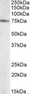 Engulfment And Cell Motility 3 antibody, LS-B10271, Lifespan Biosciences, Western Blot image 