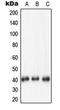 Nucleophosmin 1 antibody, orb214334, Biorbyt, Western Blot image 