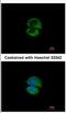 Unconventional SNARE In The ER 1 antibody, NBP2-20822, Novus Biologicals, Immunocytochemistry image 