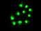 ERCC Excision Repair 1, Endonuclease Non-Catalytic Subunit antibody, NBP1-47733, Novus Biologicals, Immunofluorescence image 