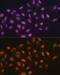 Minichromosome Maintenance Complex Component 7 antibody, GTX54354, GeneTex, Immunocytochemistry image 