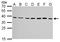 Junctional Adhesion Molecule 2 antibody, LS-B10772, Lifespan Biosciences, Western Blot image 