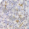 Par-6 Family Cell Polarity Regulator Alpha antibody, A3064, ABclonal Technology, Immunohistochemistry paraffin image 