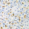 CD68 Molecule antibody, STJ28637, St John