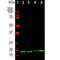 Visinin Like 1 antibody, NBP2-25167, Novus Biologicals, Western Blot image 