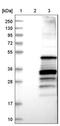 Atypical Chemokine Receptor 2 antibody, NBP1-88150, Novus Biologicals, Western Blot image 