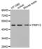 Thyroid Hormone Receptor Interactor 13 antibody, abx002392, Abbexa, Western Blot image 