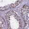 Ubl carboxyl-terminal hydrolase 18 antibody, PA5-60823, Invitrogen Antibodies, Immunohistochemistry frozen image 