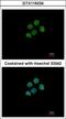 H2A Histone Family Member Y2 antibody, GTX116234, GeneTex, Immunocytochemistry image 