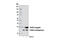 Ubiquitin C-Terminal Hydrolase L3 antibody, 8141P, Cell Signaling Technology, Western Blot image 