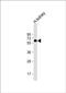 Electron Transfer Flavoprotein Dehydrogenase antibody, PA5-72484, Invitrogen Antibodies, Western Blot image 