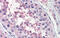Tripartite Motif Containing 8 antibody, 25-540, ProSci, Immunohistochemistry frozen image 