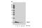 C-X-C motif chemokine 10 antibody, 14969S, Cell Signaling Technology, Western Blot image 