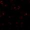 LEM Domain Containing 2 antibody, A09079, Boster Biological Technology, Immunofluorescence image 