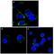 Reticulon 3 antibody, AM06407SU-N, Origene, Immunofluorescence image 