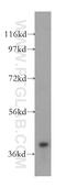 Delta Like Non-Canonical Notch Ligand 2 antibody, 15680-1-AP, Proteintech Group, Western Blot image 