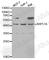 Actin Related Protein 2/3 Complex Subunit 1A antibody, A1070, ABclonal Technology, Western Blot image 