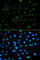 Prosaposin antibody, A1819, ABclonal Technology, Immunofluorescence image 