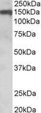 Oligodendrocyte Myelin Glycoprotein antibody, GTX89414, GeneTex, Western Blot image 