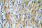 Transmembrane Protein 70 antibody, 20388-1-AP, Proteintech Group, Immunohistochemistry frozen image 