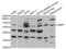 Matrix Metallopeptidase 1 antibody, abx001105, Abbexa, Western Blot image 