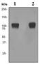 Pumilio RNA Binding Family Member 2 antibody, ab92390, Abcam, Western Blot image 
