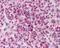 MLLT6, PHD Finger Containing antibody, 49-701, ProSci, Immunohistochemistry frozen image 