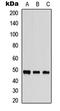 Serine/Threonine Kinase 24 antibody, LS-C358340, Lifespan Biosciences, Western Blot image 