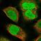 Testis Expressed 15, Meiosis And Synapsis Associated antibody, NBP1-84347, Novus Biologicals, Immunofluorescence image 