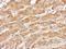 Thyroxine-binding globulin antibody, GTX109010, GeneTex, Immunohistochemistry paraffin image 