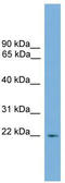 Regulator of G-protein signaling 10 antibody, TA329547, Origene, Western Blot image 