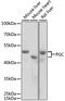 Progastricsin antibody, A2788, ABclonal Technology, Western Blot image 