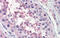Tripartite Motif Containing 8 antibody, orb324811, Biorbyt, Immunohistochemistry paraffin image 